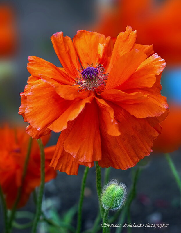 Мак атлантический. - Светлана Ищенко