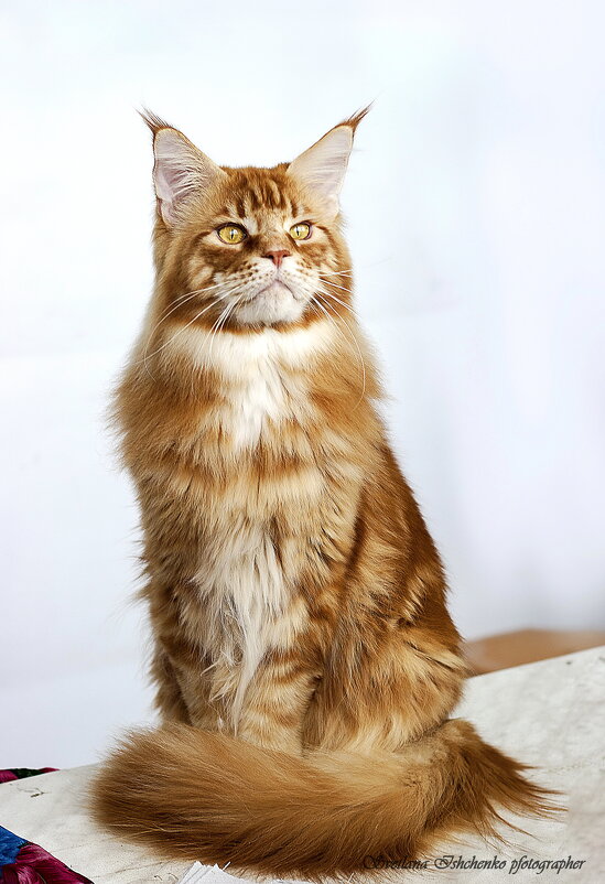 Мейн-кун - Светлана Ищенко