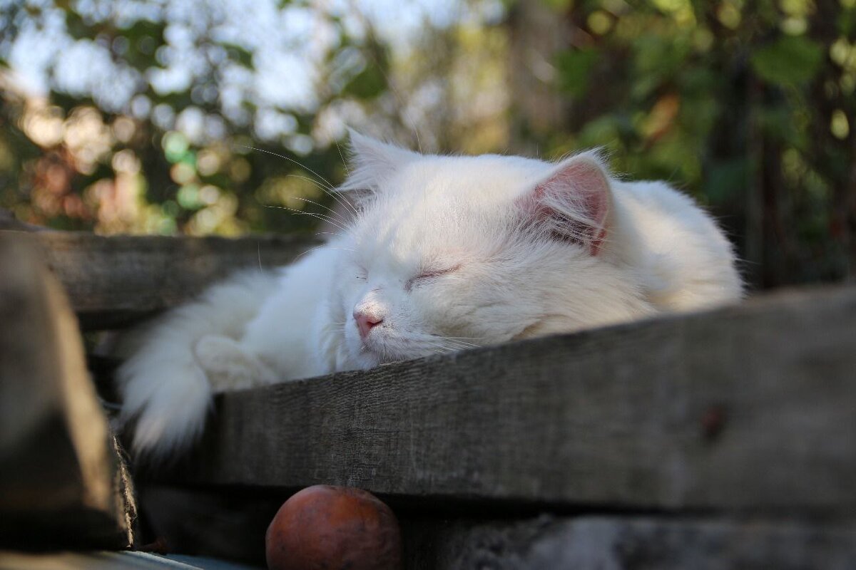 Безмятежность. - Екатерина Леш