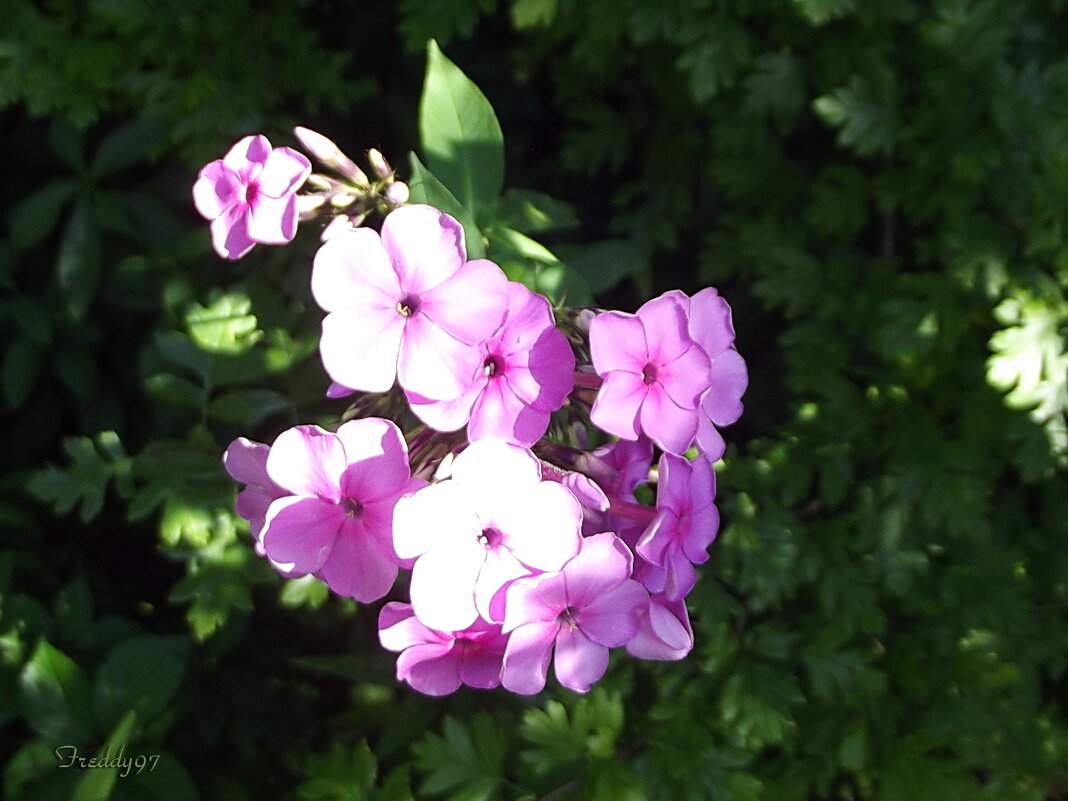 Флоксы - Freddy 97