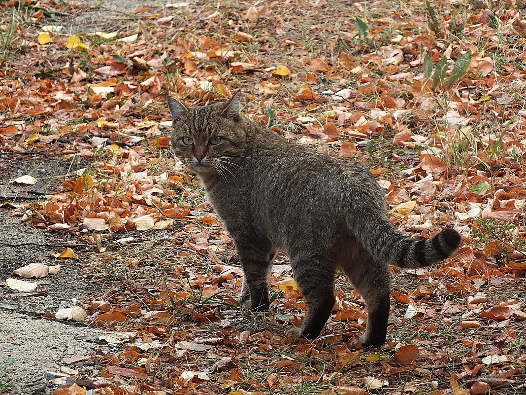 ** - Зоя Мишина