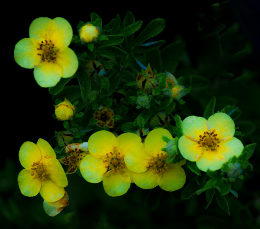 Мои Цветы - Владимир Максимов