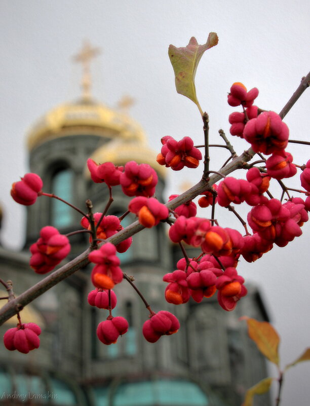 Бересклет - Andrey Lomakin