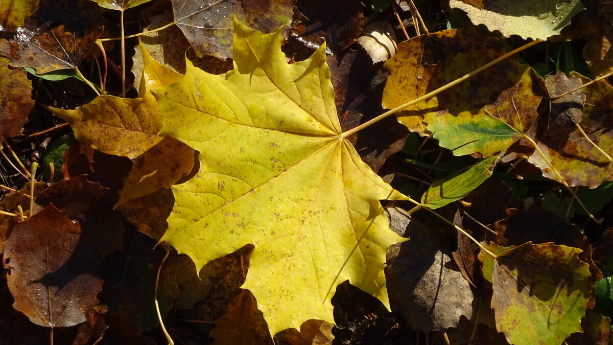 Hоябрь - rimgis 