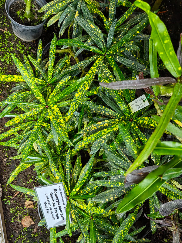 Такой от природы - Grishkov S.M.