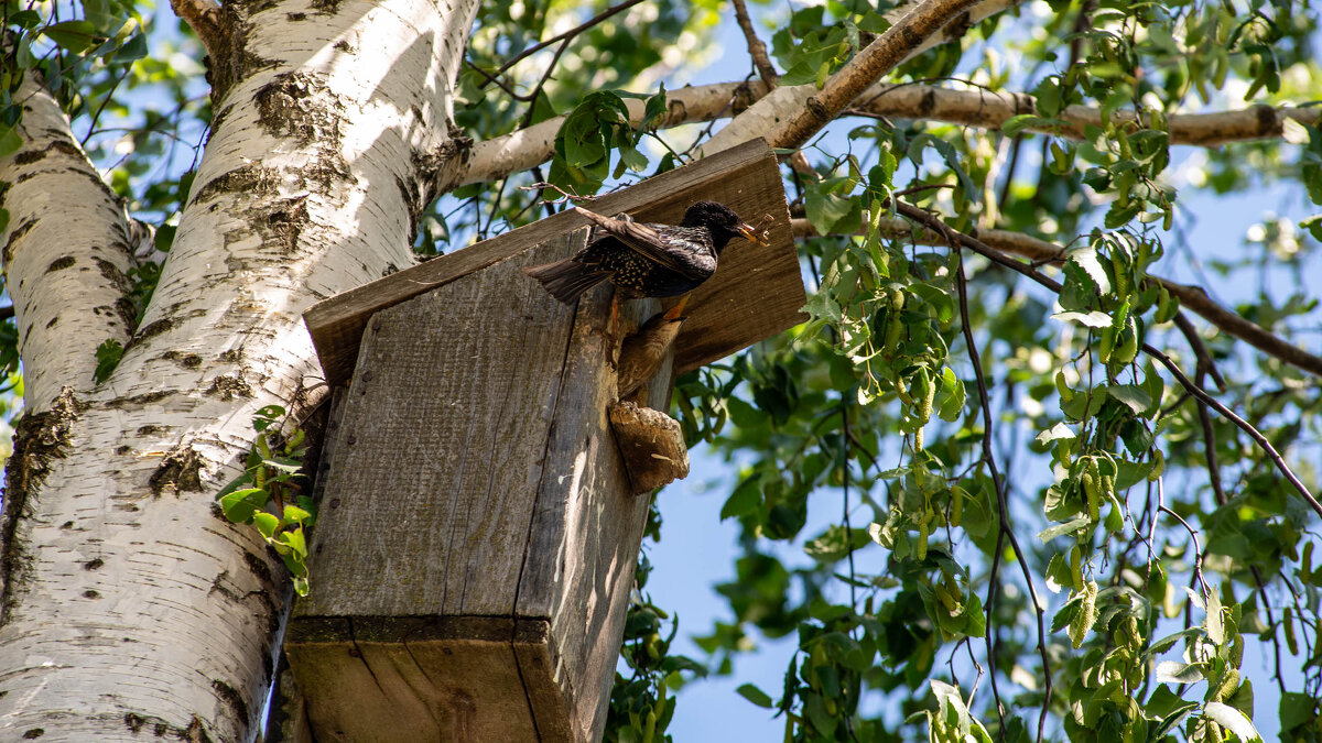 Забота - Владимир Иванович