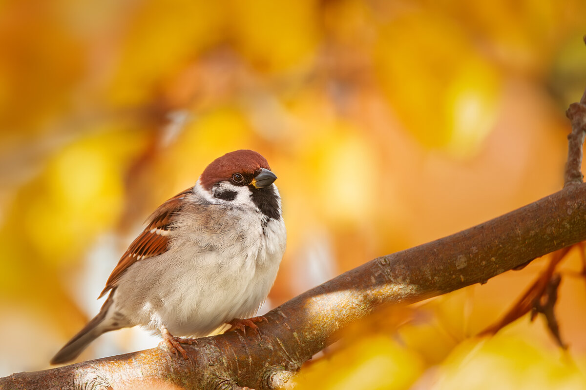 Воробушек - Alex Bush