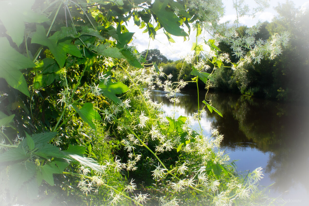 Ломонос виргинский - fogmeadowww m