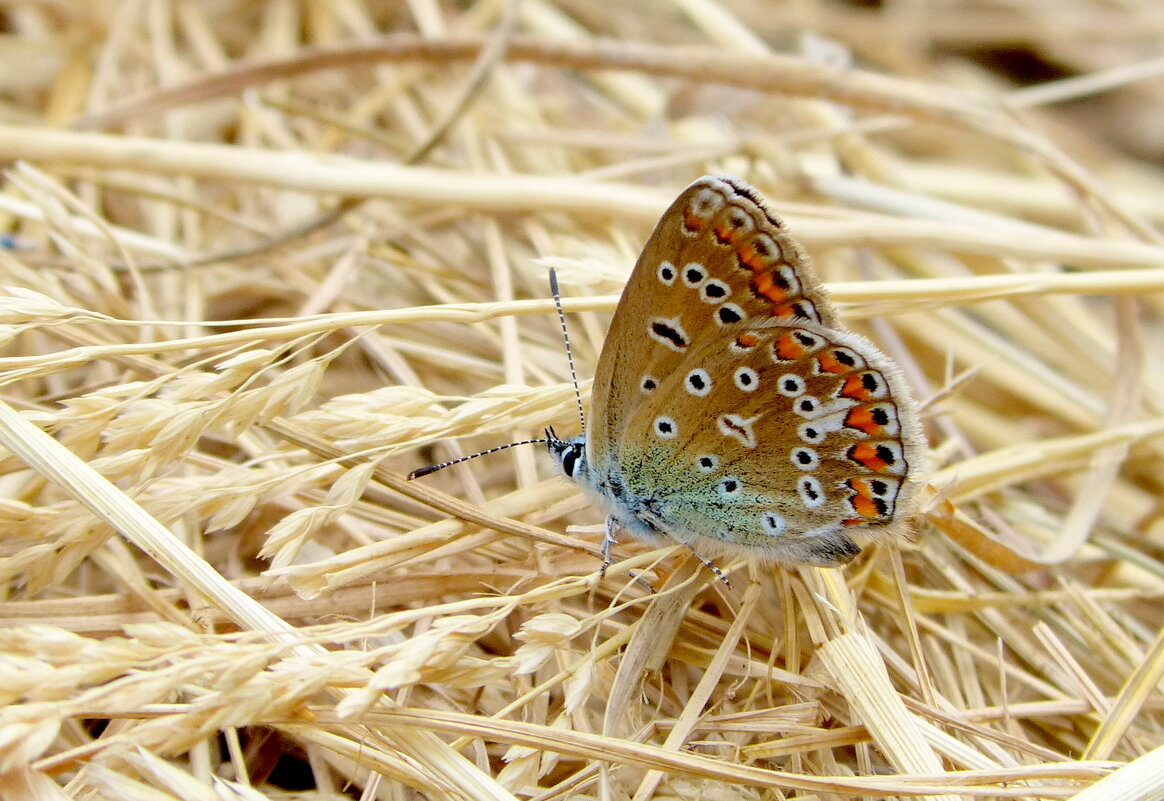 опять про бабочек...29 - Александр Прокудин