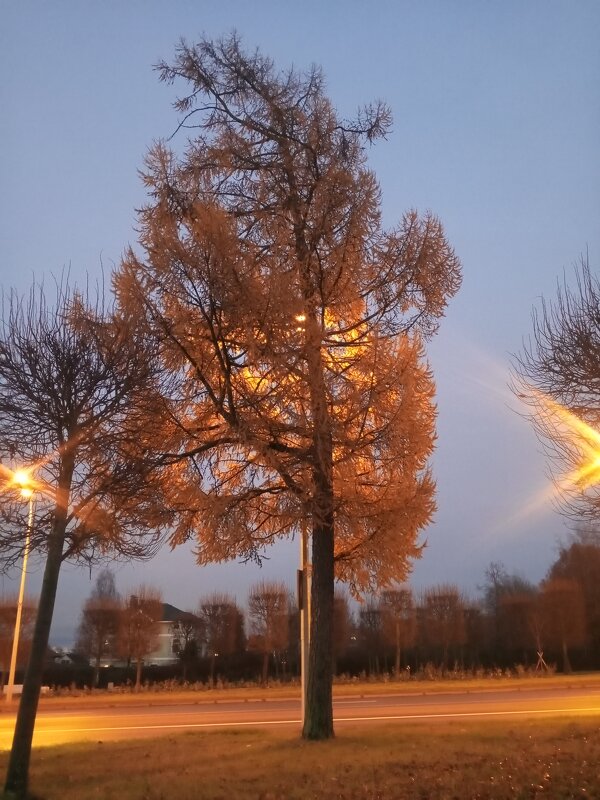 Осень - Сапсан 