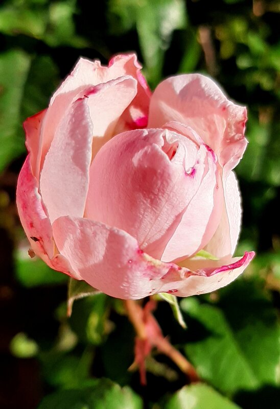 Цветочное настроение - Наталья Герасимова