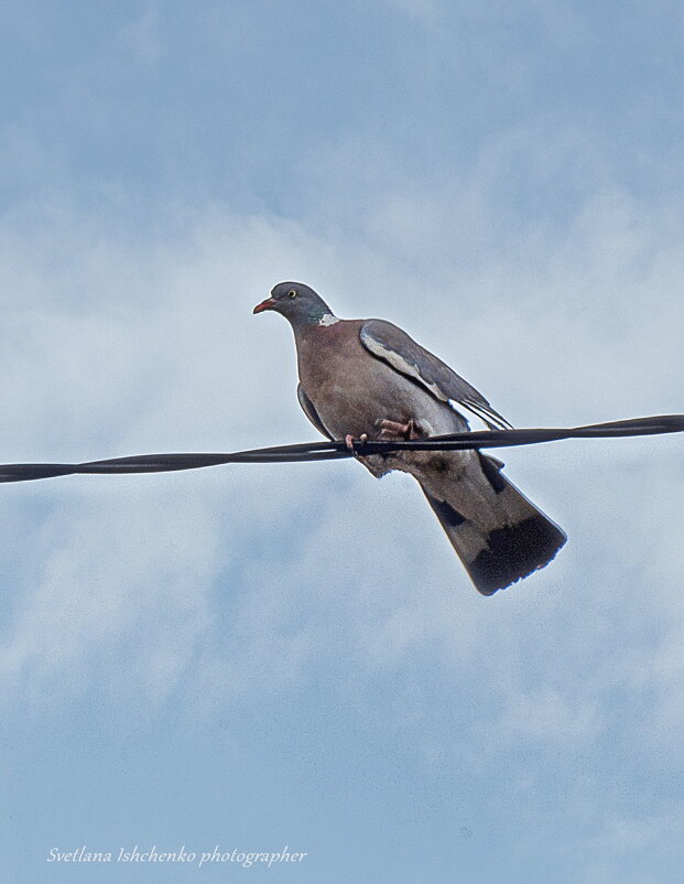 Дикий лесной голубь - вяхирь. - Светлана Ищенко