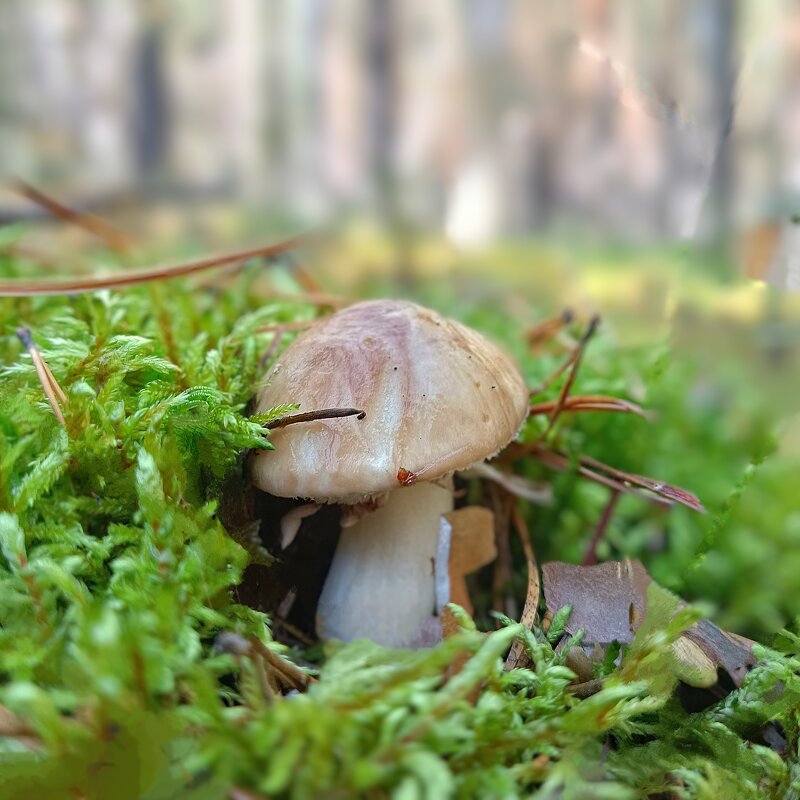 Масленок - Ирина *