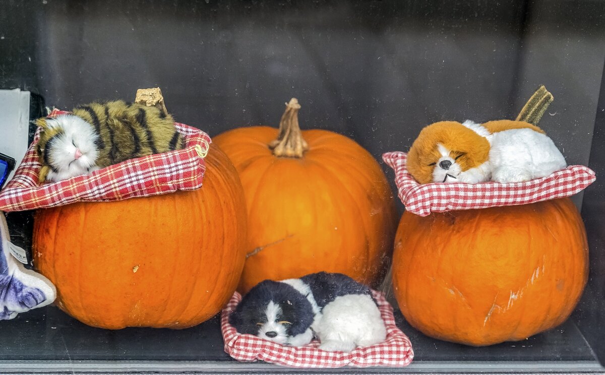 За стеклом витрины - Валерий Иванович