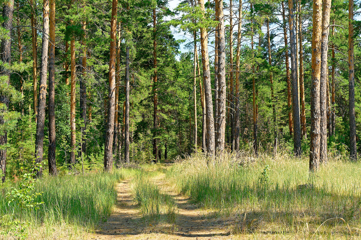 Караканский бор - Дмитрий Конев