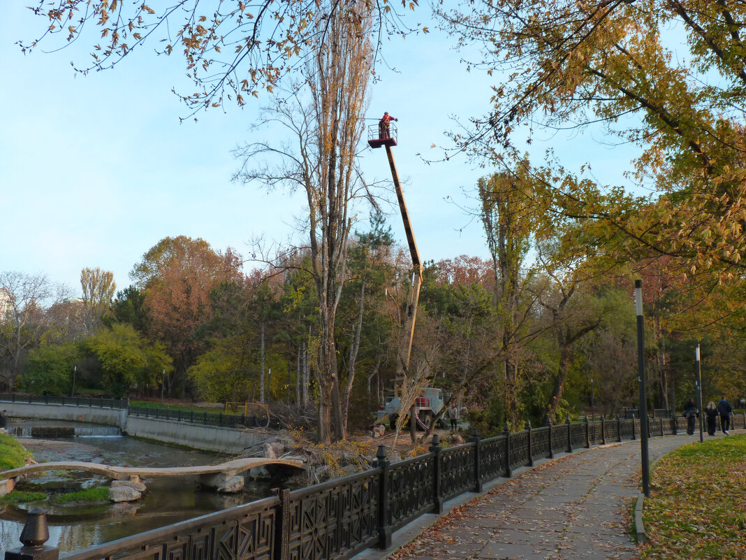 Обрезка  тополя - Валентин Семчишин