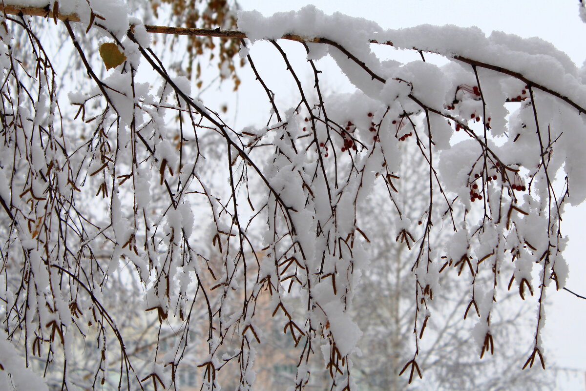 В зимнем уборе - Татьяна Лютаева В зимнем уборе - Татьяна Лютаева