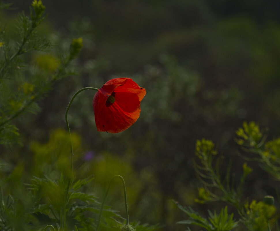 Пребрежный - Олег Денисов