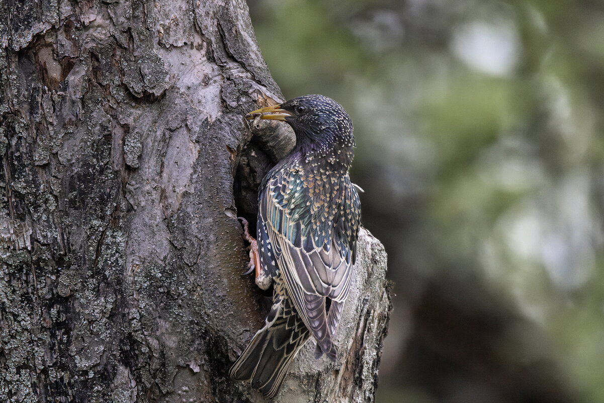 скворец - юрий макаров