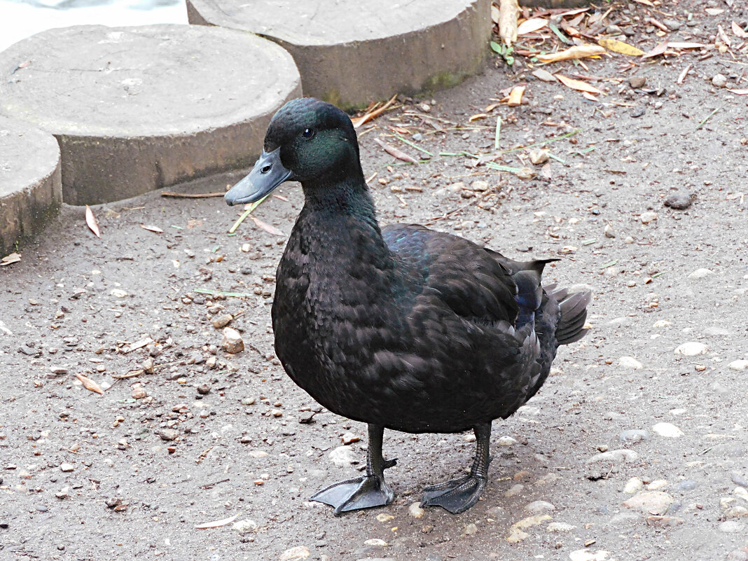 Каюга - Лина 