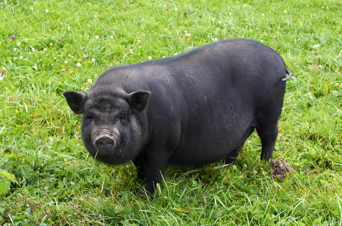 Московская область. Серпухов. Ферма «Русский страус». - Наташа *****