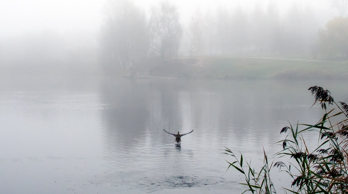 В туман улетающая... - Владимир Безбородов