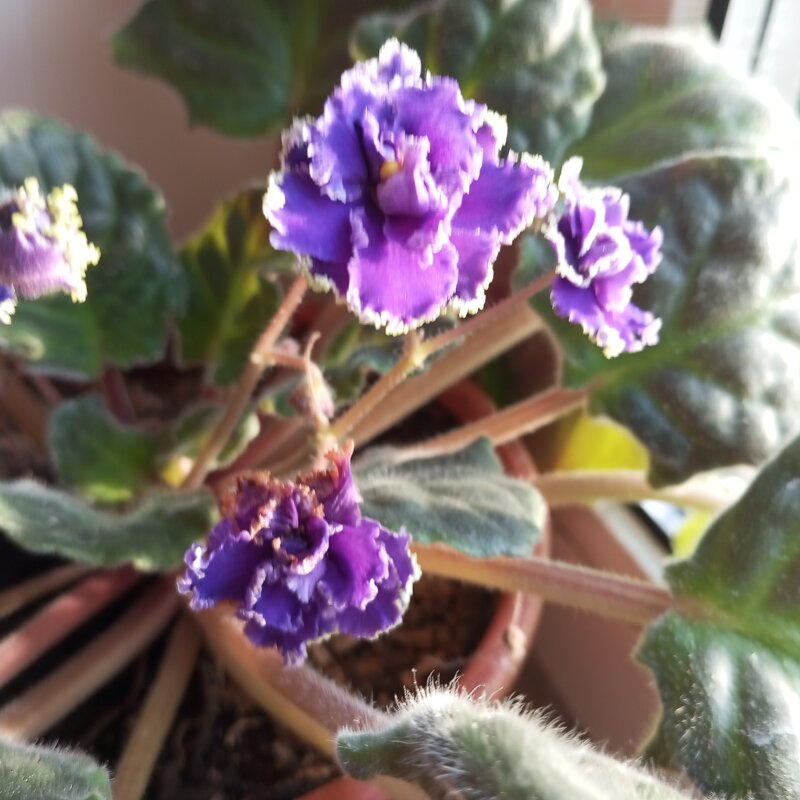 Фиалка - Елена Семигина