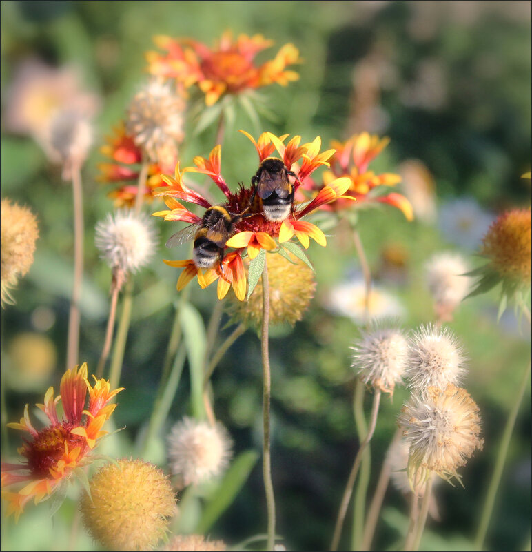 Шмелики. - Александр 