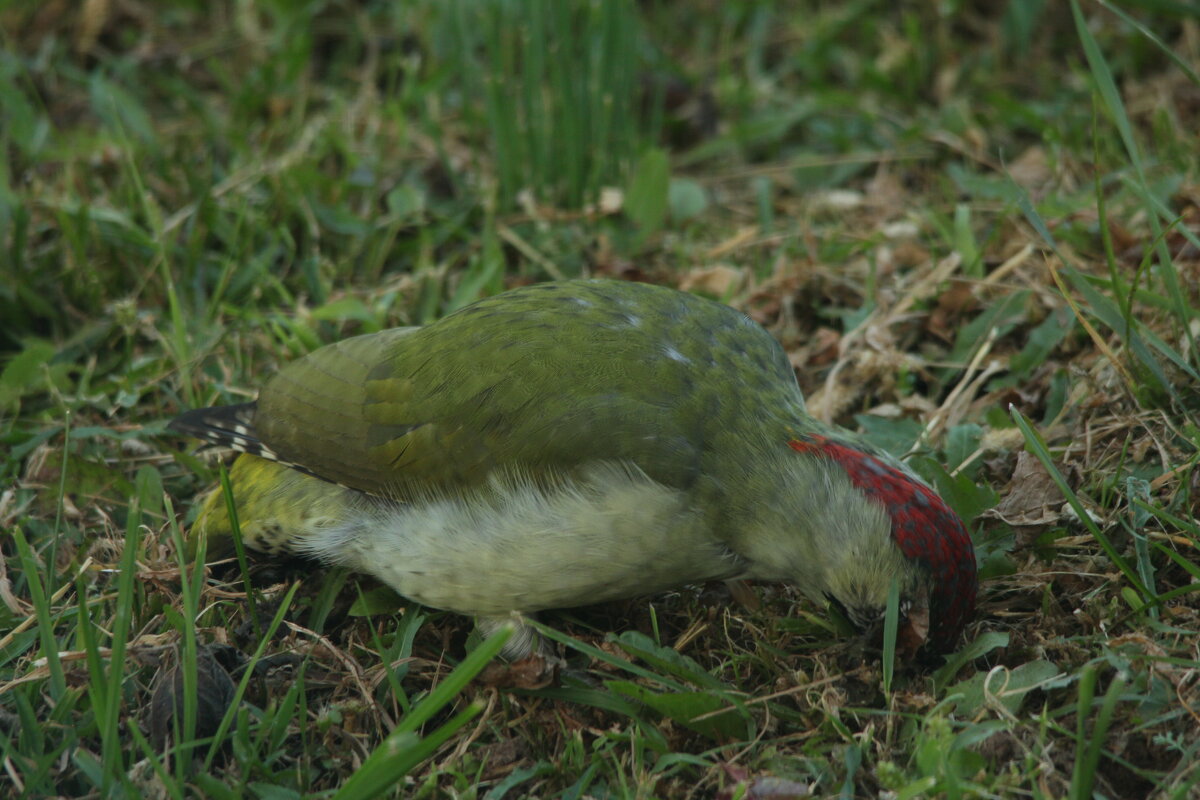 дятел седой - Сергей Лычагин