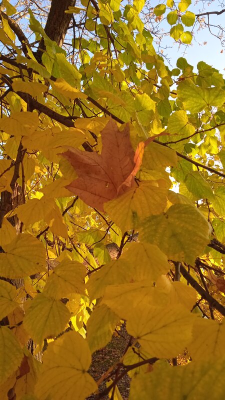 прекрасный октябрь - Елена Шаламова