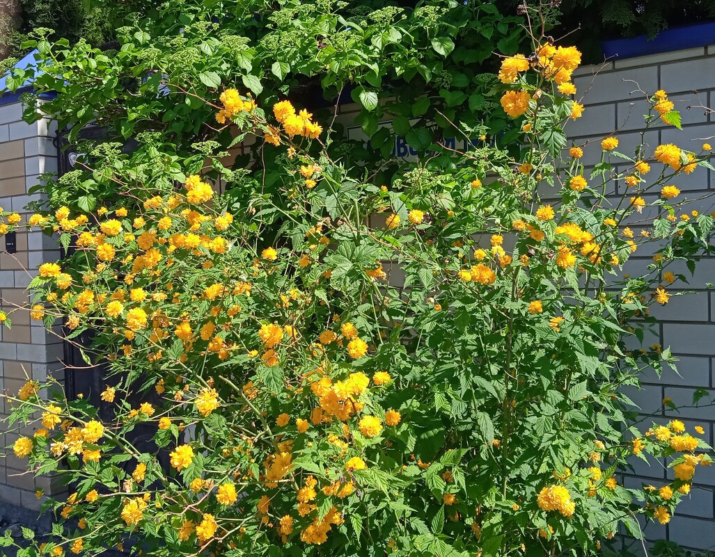 был май - Елена Шаламова