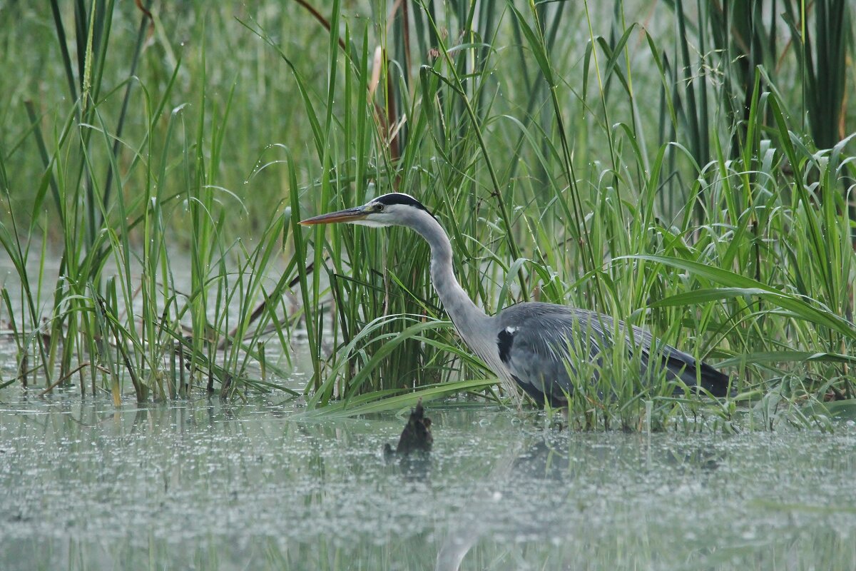 Серая цапля - Сергей Лычагин