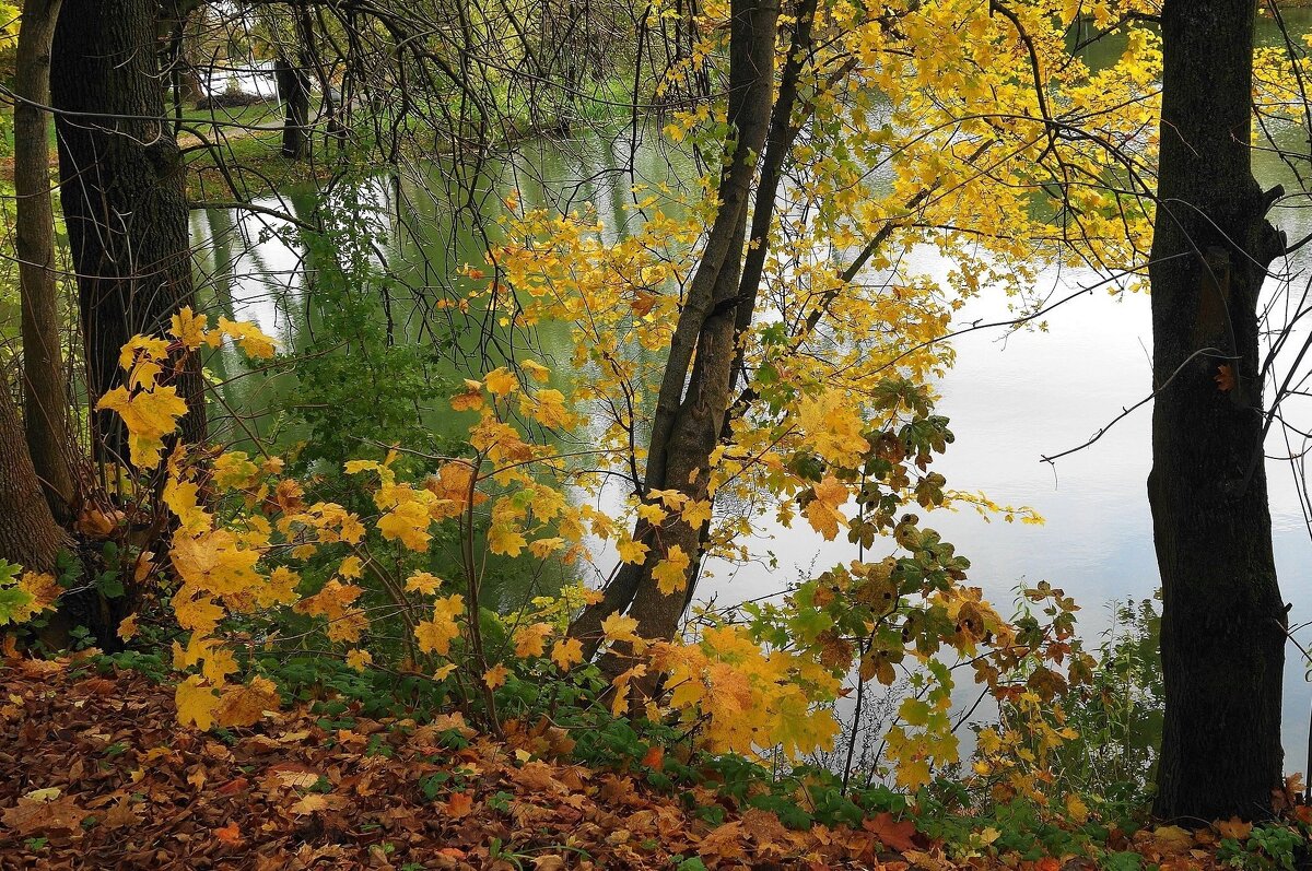 Картинки осени - Рита Симонова