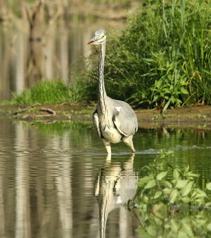Серая цапля - Сергей Лычагин