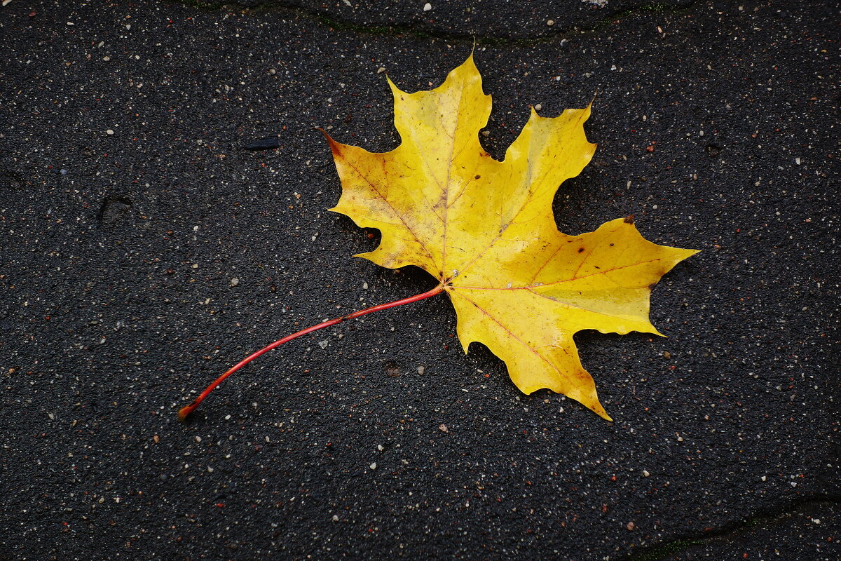 Картинки осени - Рита Симонова