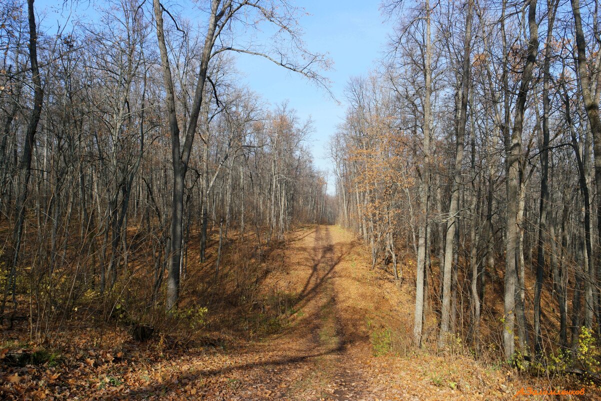 Променад по осенним оврагам.. - Андрей Заломленков