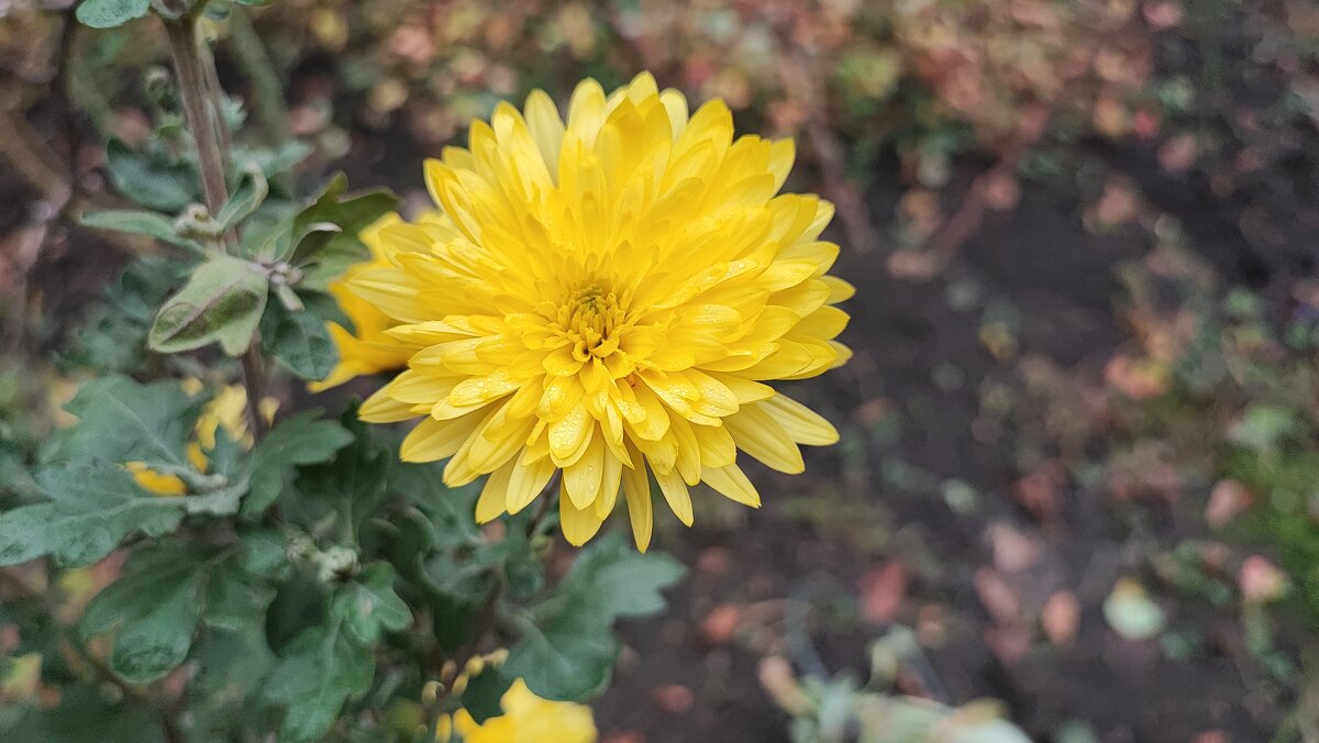 ,,, - Сергей Тимоновский