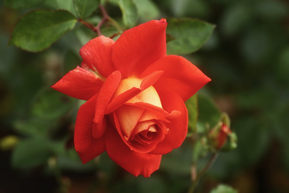 Доброе утро - Юрий. Шмаков