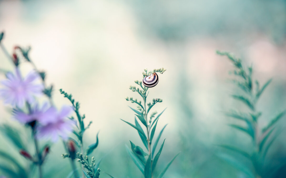 Летняя фантазия - Олег Пученков