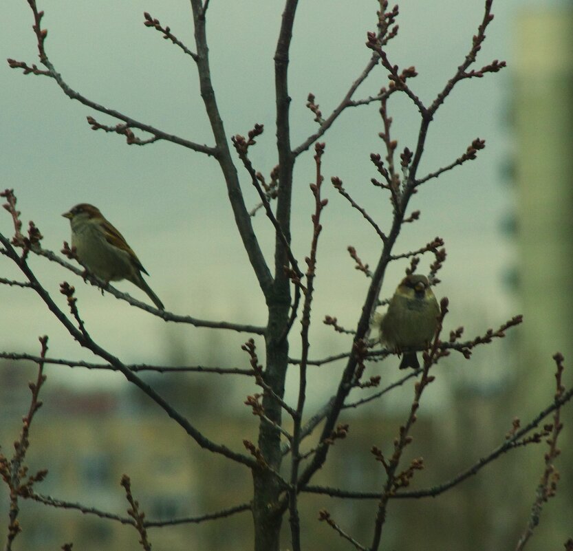 Не про вас - про синичек ! - Юрий Куликов