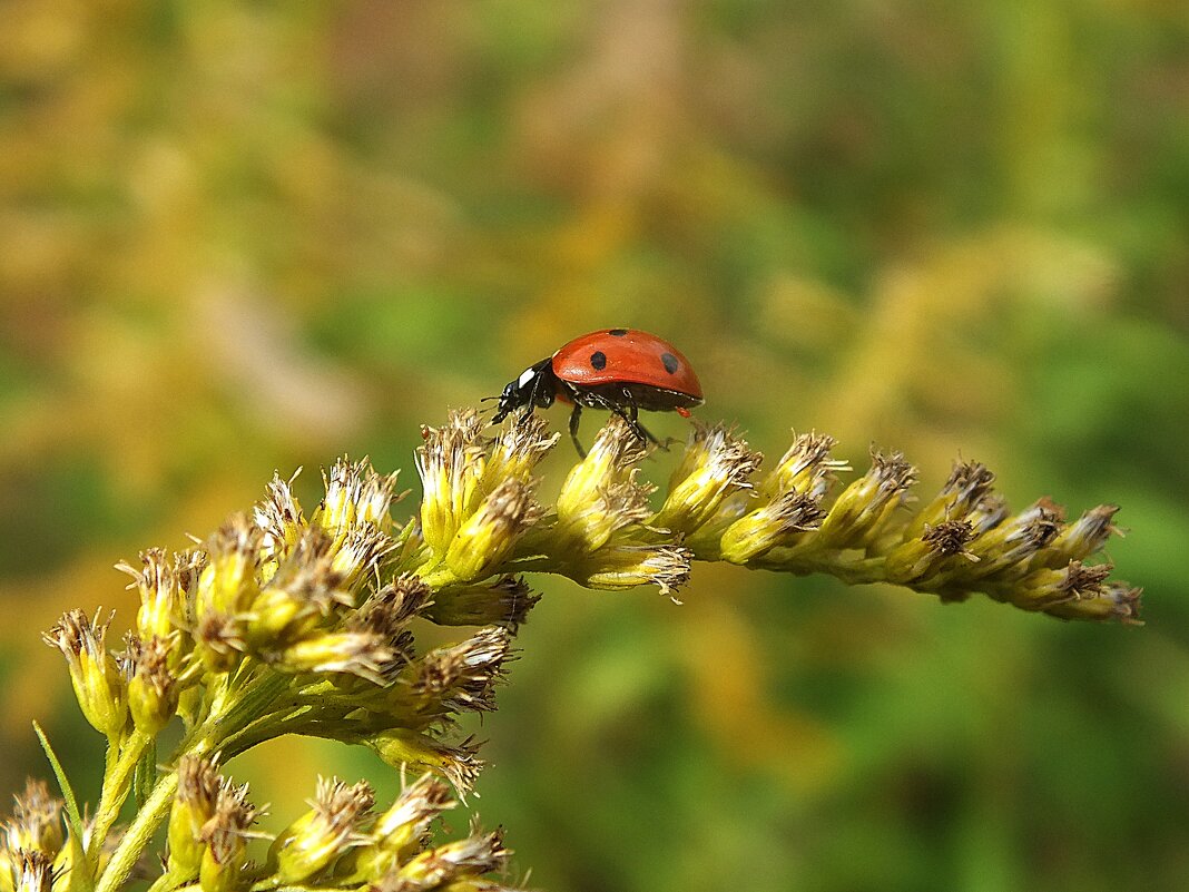 ** - Зоя Мишина