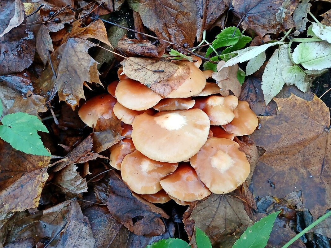 Ноябрьские опята. - Лия ☼