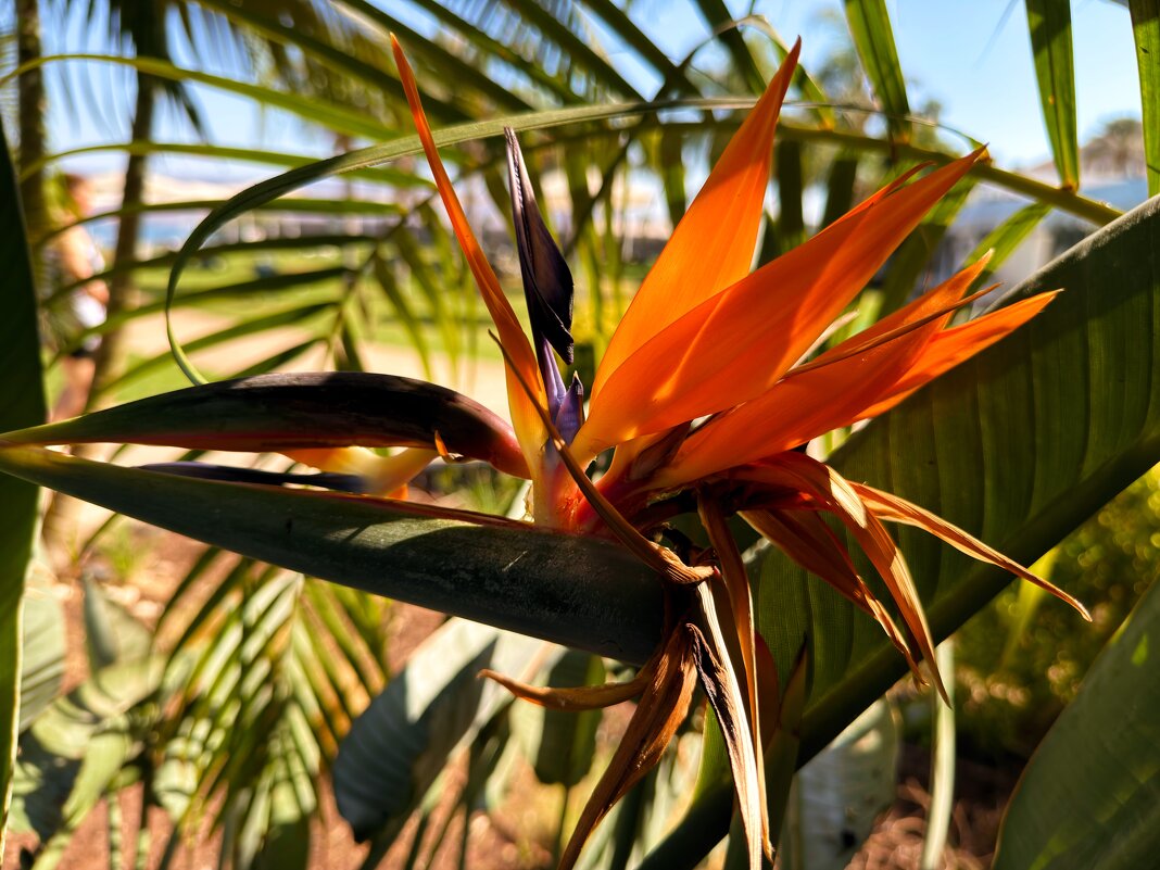 Стерлиция  в ноябре на пляже - Александр Деревяшкин