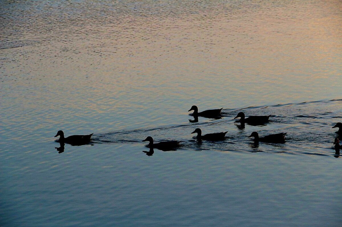 Утиный веер - Екатерина Леш