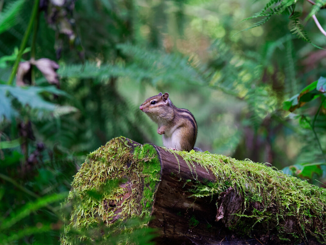 Бурундучок - Вячеслав Алтай