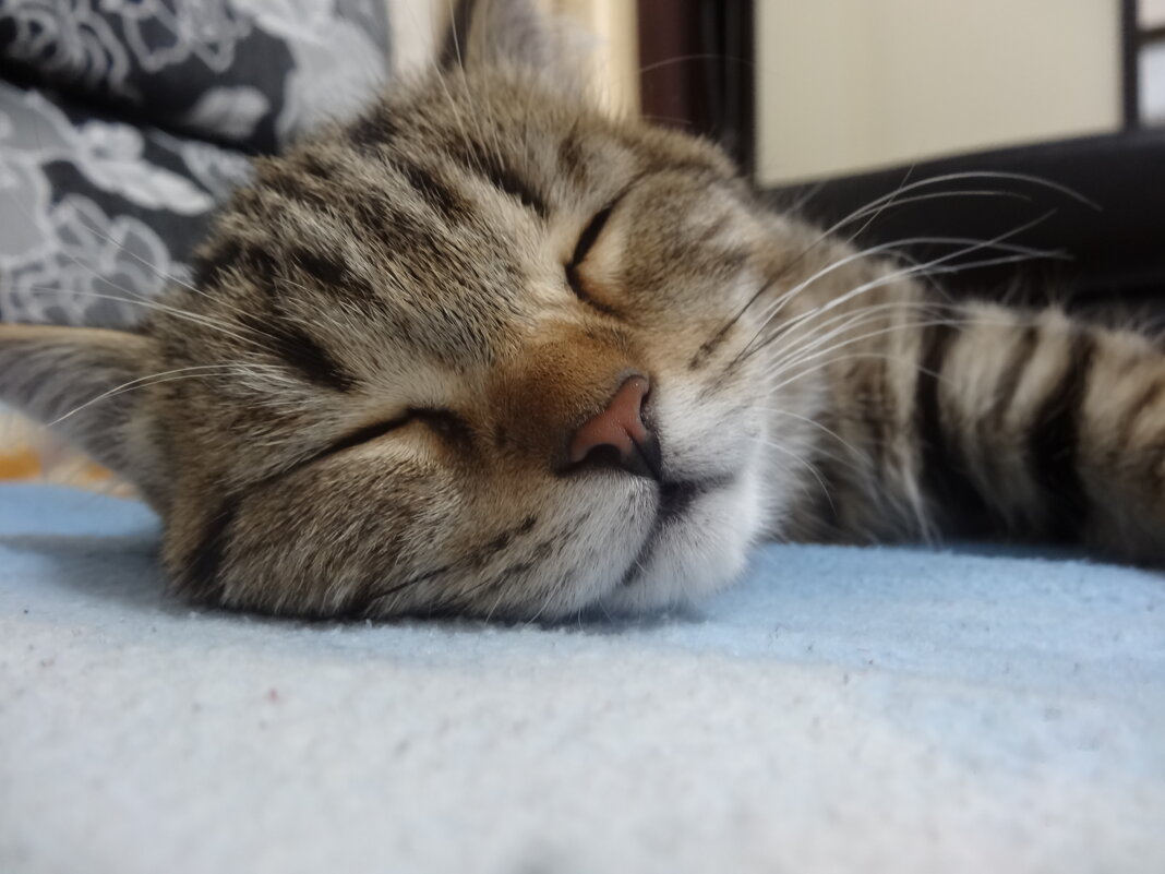 мурзик - СЕРГЕЙ ФИЛОЧКИН