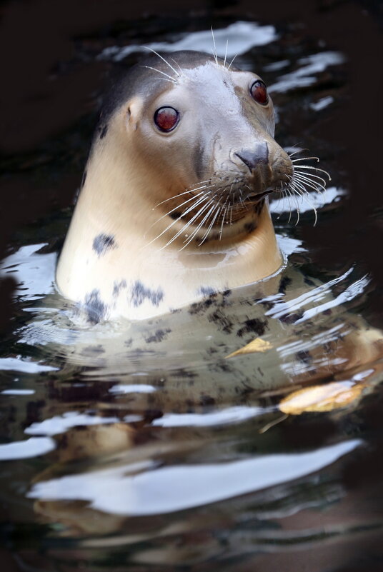 тюлень - Михаил Бибичков тюлень - Михаил Бибичков