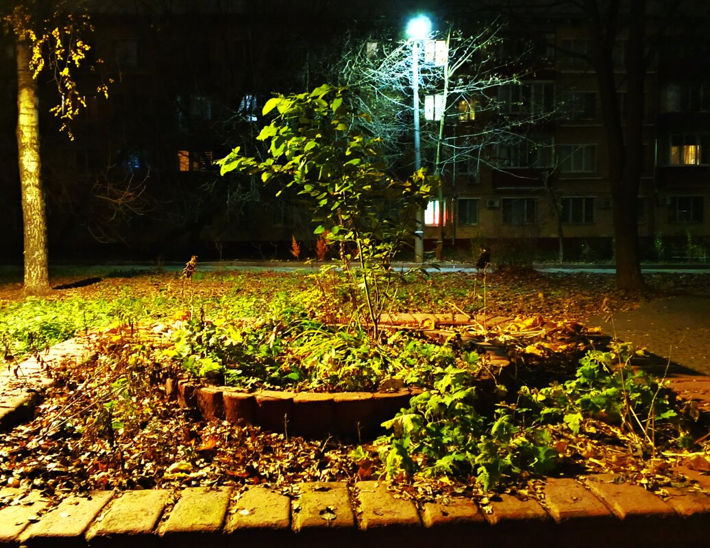 Раннее ноябрьское утро. - Василий Палий