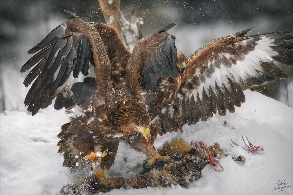 Пух да перья .. - Влад Соколовский