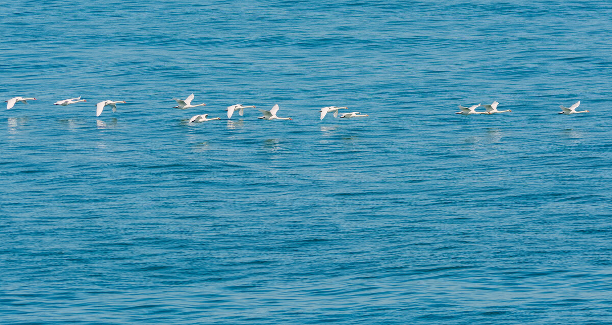 лебеди над морем - Виталий Емельянов лебеди над морем - Виталий Емельянов